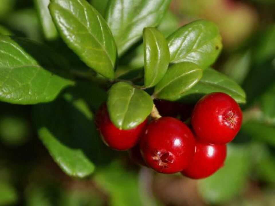 Cranberry για κυστίτιδα στις γυναίκες